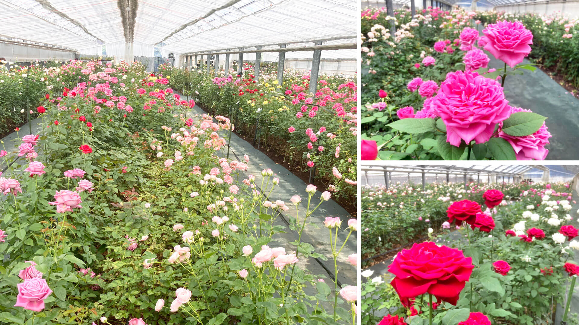 ばらハウス公開